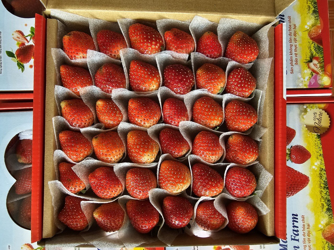 Dâu tây loại nhỡ