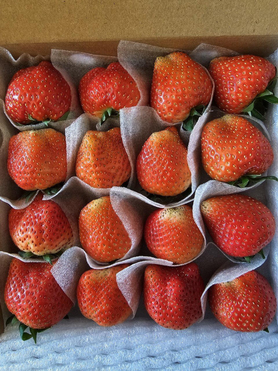 Dâu tây loại VIP